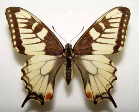 Papilio machaon aberation(F) (Internet Image property of respective owner, non-commercial use only)